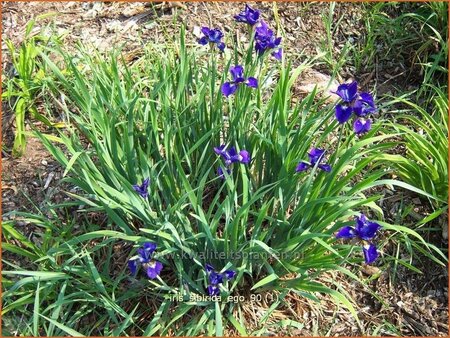 Iris sibirica &#39;Ego&#39;