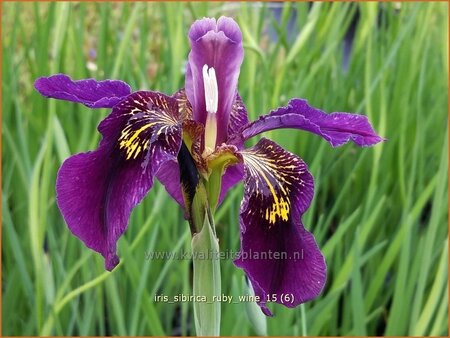 Iris sibirica 'Ruby Wine'