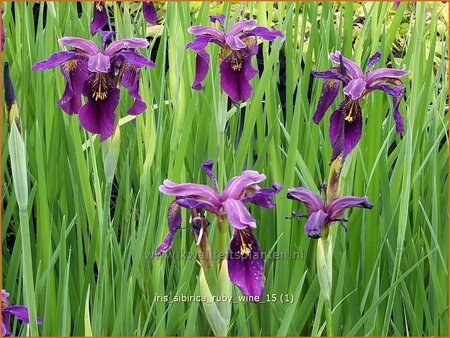 Iris sibirica 'Ruby Wine'