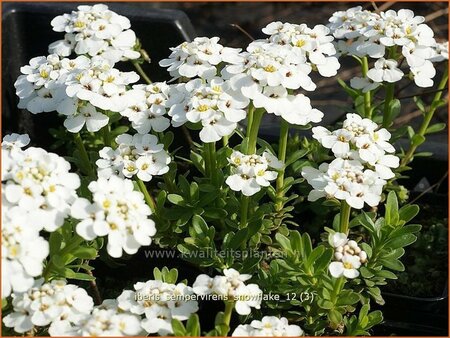 Iberis sempervirens &#39;Snowflake&#39;