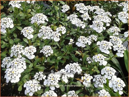 Iberis sempervirens &#39;Snowflake&#39;