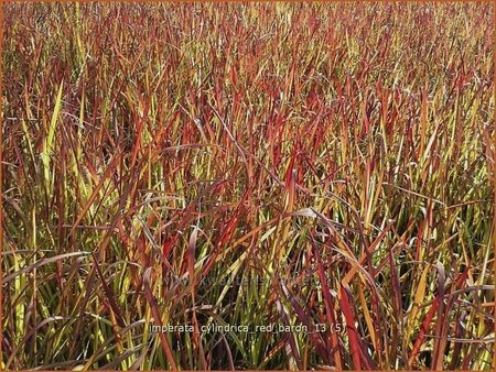 Imperata cylindrica &#39;Red Baron&#39;