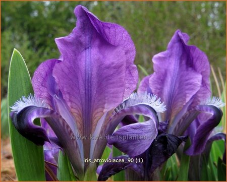 Iris pumila &#39;Atroviolacea&#39;