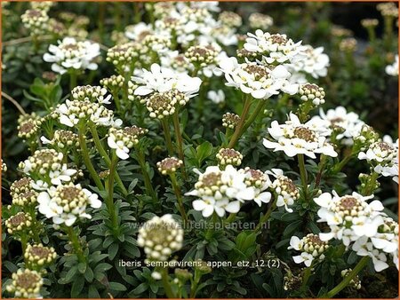 Iberis sempervirens &#39;Appen-Etz&#39;