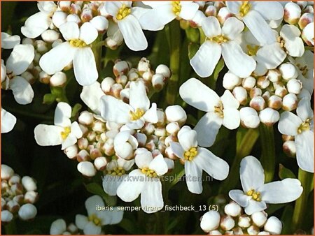 Iberis sempervirens &#39;Fischbeck&#39;