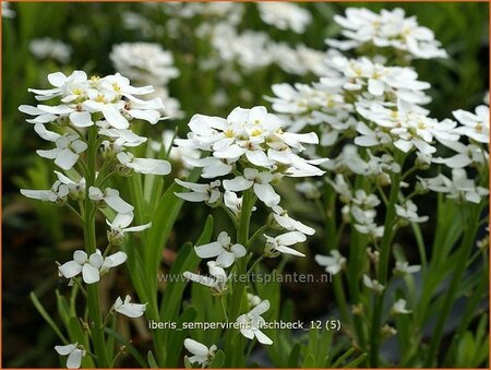 Iberis sempervirens &#39;Fischbeck&#39;