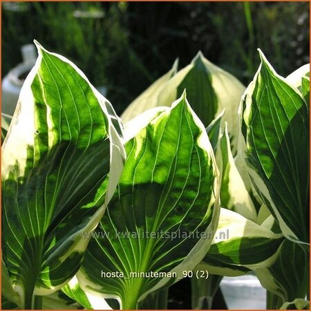 Hosta &#39;Minuteman&#39;