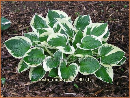 Hosta &#39;Minuteman&#39;