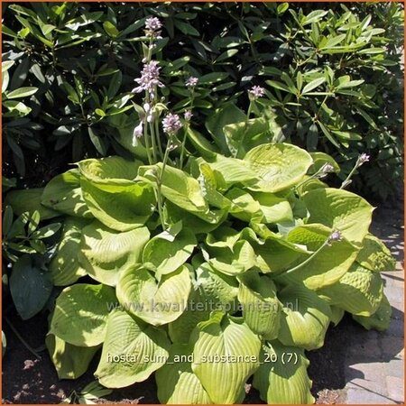 Hosta &#39;Sum and Substance&#39;