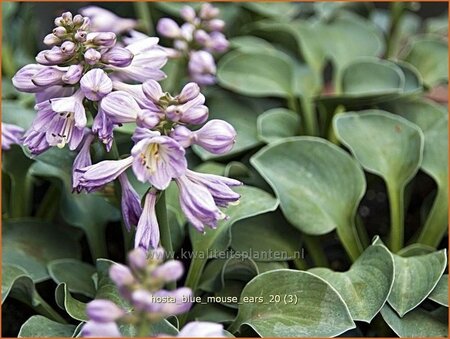 Hosta &#39;Blue Mouse Ears&#39;