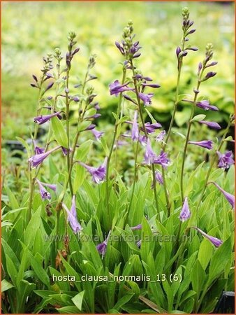 Hosta clausa var. normalis