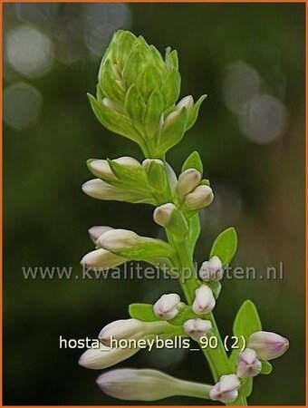 Hosta &#39;Honeybells&#39;