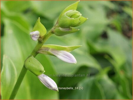 Hosta &#39;Honeybells&#39;