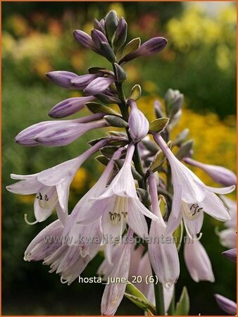 Hosta &#39;June&#39;