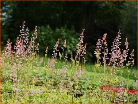 Heucherella alba &#39;Bridget Bloom&#39;