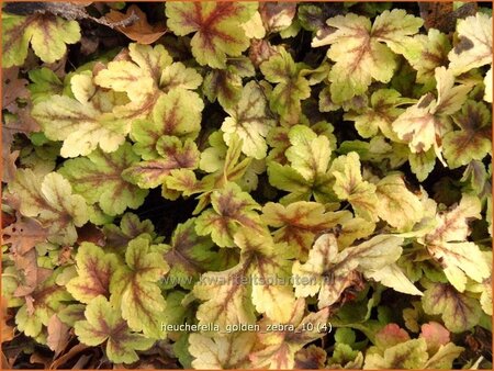 Heucherella &#39;Golden Zebra&#39;