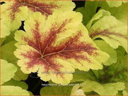 Heucherella &#39;Golden Zebra&#39;