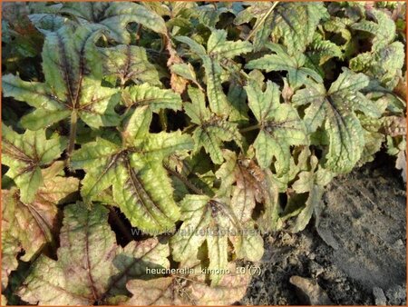 Heucherella &#39;Kimono&#39;