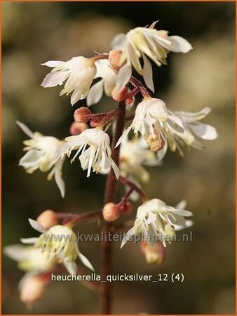 Heucherella 'Quicksilver'