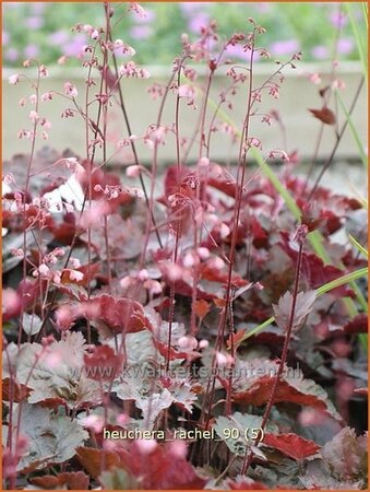 Heuchera 'Rachel'