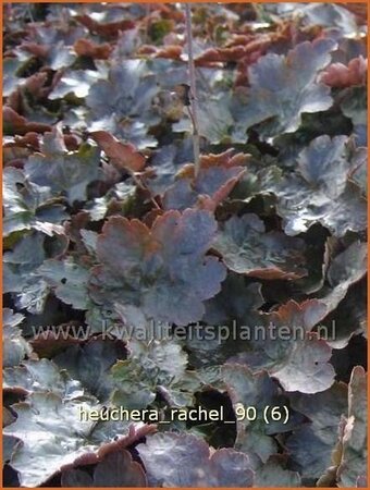 Heuchera 'Rachel'