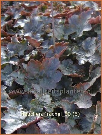 Heuchera &#39;Rachel&#39;