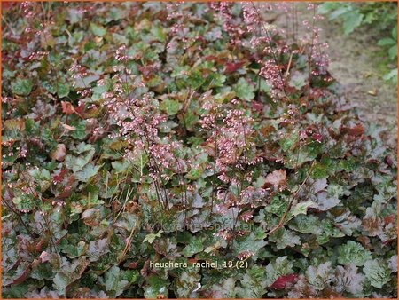 Heuchera 'Rachel'