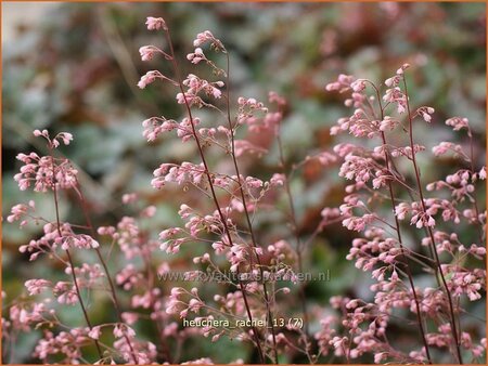 Heuchera 'Rachel'