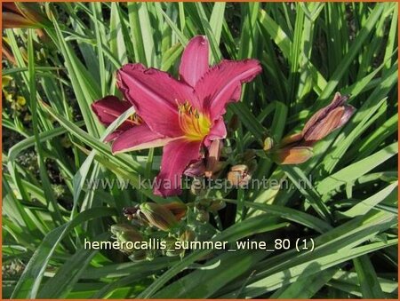 Hemerocallis &#39;Summer Wine&#39;