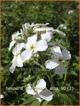 Hesperis matronalis &#39;Alba&#39;