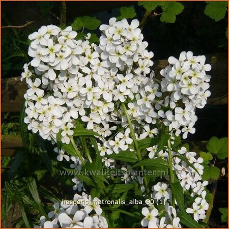 Hesperis matronalis &#39;Alba&#39;