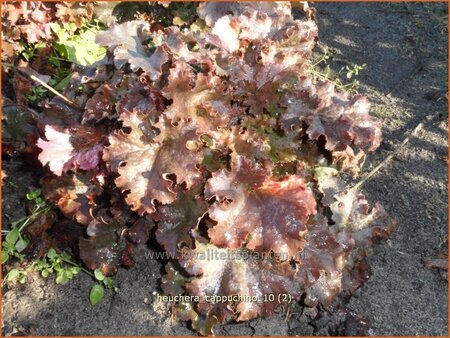 Heuchera &#39;Cappuchino&#39;