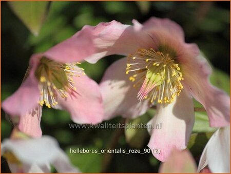 Helleborus orientalis &#39;Roze&#39;