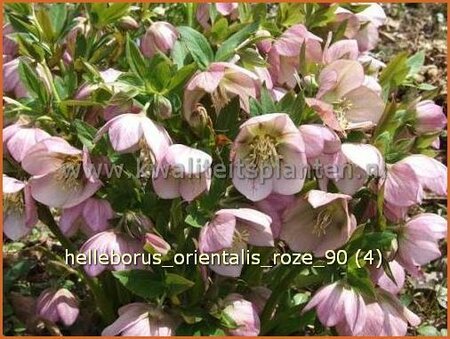 Helleborus orientalis &#39;Roze&#39;