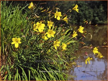 Hemerocallis &#39;Corky&#39;