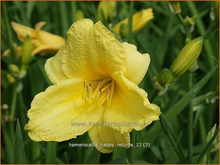 Hemerocallis &#39;Happy Returns&#39;