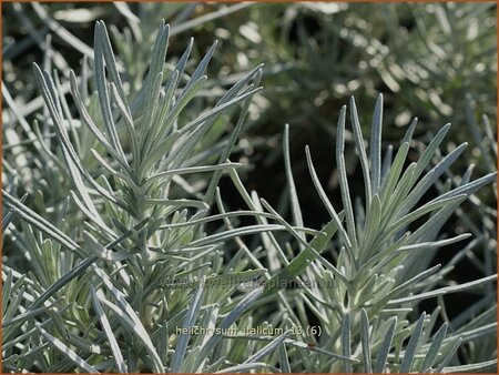 Helichrysum italicum