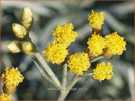 Helichrysum italicum