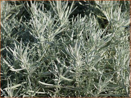 Helichrysum italicum