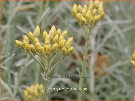 Helichrysum italicum