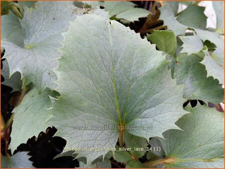 Helleborus argutifolius &#39;Silver Lace&#39;