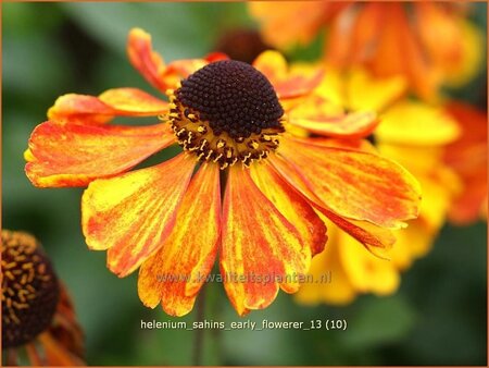 Helenium &#39;Sahins Early Flowerer&#39;