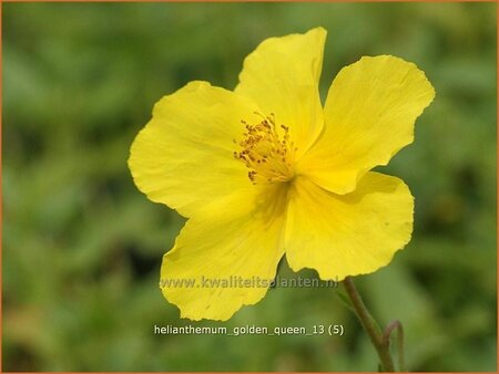 Helianthemum &#39;Golden Queen&#39;