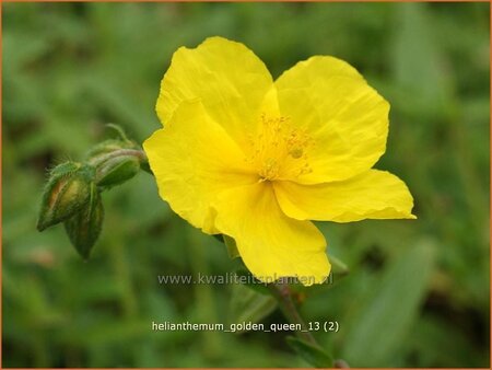 Helianthemum &#39;Golden Queen&#39;