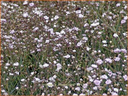 Gypsophila 'Rosenschleier'