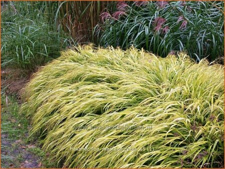 Hakonechloa macra &#39;Aureola&#39;