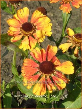 Helenium &#39;Baudirektor Linne&#39;