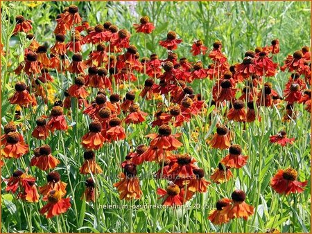 Helenium &#39;Baudirektor Linne&#39;