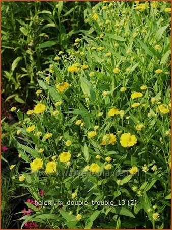 Helenium 'Double Trouble'