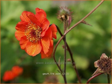 Geum &#39;Fire Opal&#39;